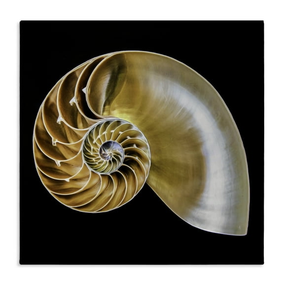 Stupell Industries Tan Nautilus Shell on Black Animals Painting Wrapped Canvas Canvas Art Print Wall Art, 20 x 16