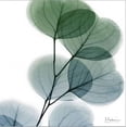 thumbnail image 2 of Dull Eucalyptus, Botanical Stretched Canvas Wall Art by Albert Koetsier Sold by Art.Com, 2 of 5