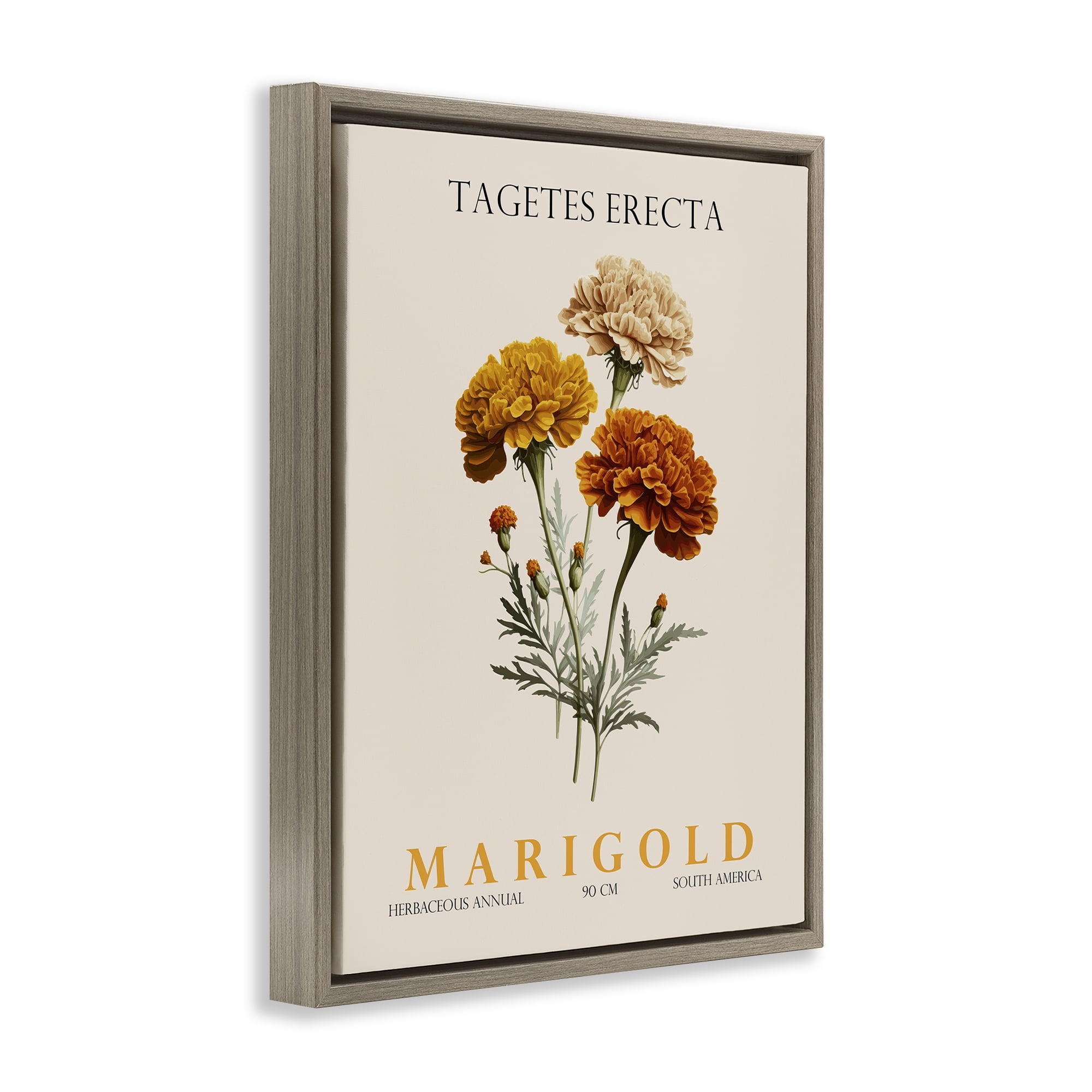 Stupell Industries Natural Marigold Bundle Brown Framed Floater Canvas Wall Art, design by Christopher Giampietro