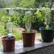 thumbnail image 3 of Dispositivo Goteo para Casa Bebedero Automático 5 Uds. Macetas Plantas Verde, 3 of 9