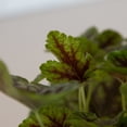 thumbnail image 4 of Southern Living Tapestry Heucherella Live Perennial in 2.5-Quart Grower Pot, 4 of 9