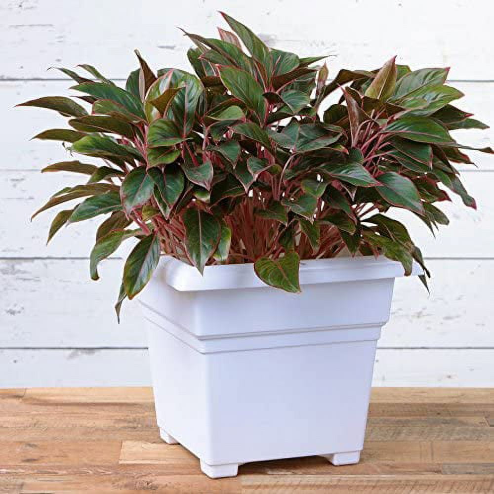 Root & Vessel Countryside Tub Planter, White, 18"