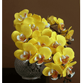 thumbnail image 3 of Zhuge 3pcs Moth Orchid Artificial Flowers, Fake flowers, Flores Artificiales Para, Wedding Decor, 3 of 5