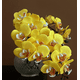 thumbnail image 3 of Xiao Hua 3 flores artificiales de orquídea polilla, flores falsas, flores artificiales para decoración de bodas, 3 of 5