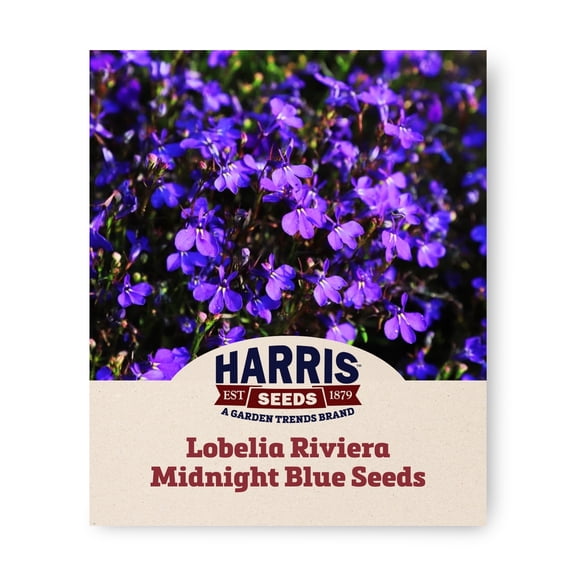 Harris Seeds Lobelia Riviera Midnight Blue, Multi-Pelleted Flower Seed, 50 Count