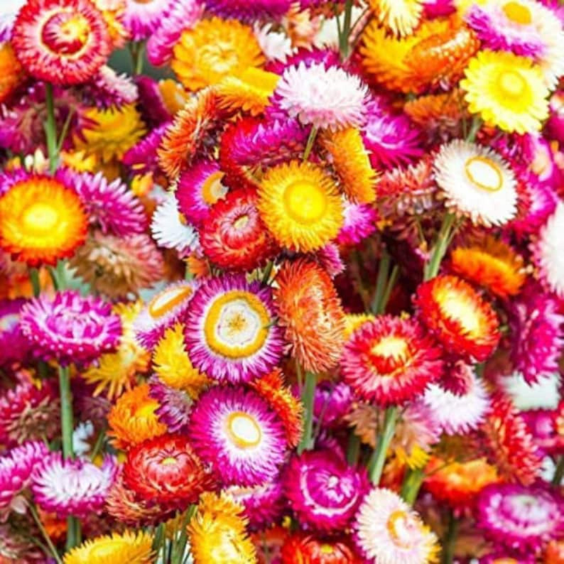 100 Strawflower (Dwarf) Seeds, Tom Thumb Mix, Perennial