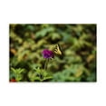 thumbnail image 2 of Gango Home Decor Garden Butterfly I by Philip Clayton Thompson (Printed on Paper); One 36x24in Fine Art Paper Giclee Print, 2 of 4
