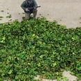 thumbnail image 6 of Realistic Miniature Leaves Simulation Leaves for DIY Mini Model Railway Fairy Garden Architecture Diorama Scenery Landscape Layout, Pack of 4, 6 of 7
