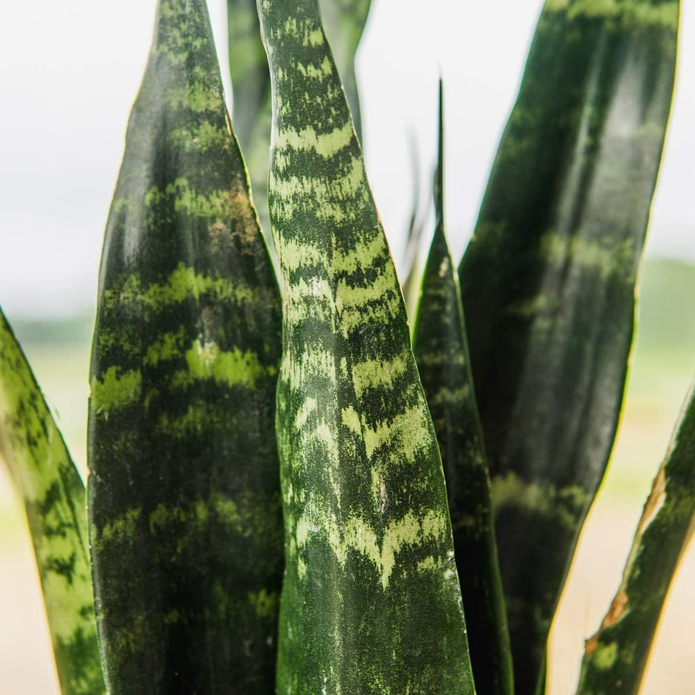 Snake Plant Sansevieria Zeylanica 16in. Tall Air Purifying Houseplant 6 in. Grower's Pot