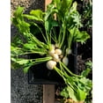 thumbnail image 3 of TomorrowSeeds - Shogoin Turnip Seeds - 12,000+ Count - For 2026 Planting White Japanese Hakurei, 3 of 11