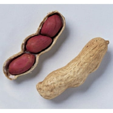 Tennessee Red Valencia Peanuts Seeds (20  Seeds) | Non GMO | Vegetable Fruit Herb Flower Seeds for Planting | Home Garden Greenhouse Pack