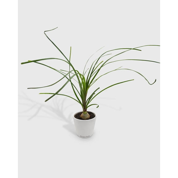 Palm Ponytail - Live Air-Purifying Indoor Plant in Nursery Pot – Easy Care, Low Maintenance Houseplant for Home & Office Decor, Natural Air Cleaner, Best for Beginners (4"Pot)
