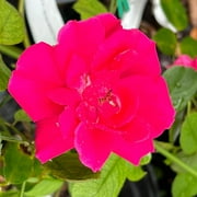 Pixies Gardens Blaze Climbing Rose 1 Gallon