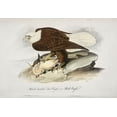 thumbnail image 2 of Audubon, John James 18x14 White Modern Wood Framed Museum Art Print Titled - White Headed Sea Eagle or Bald Eagle, 2 of 4