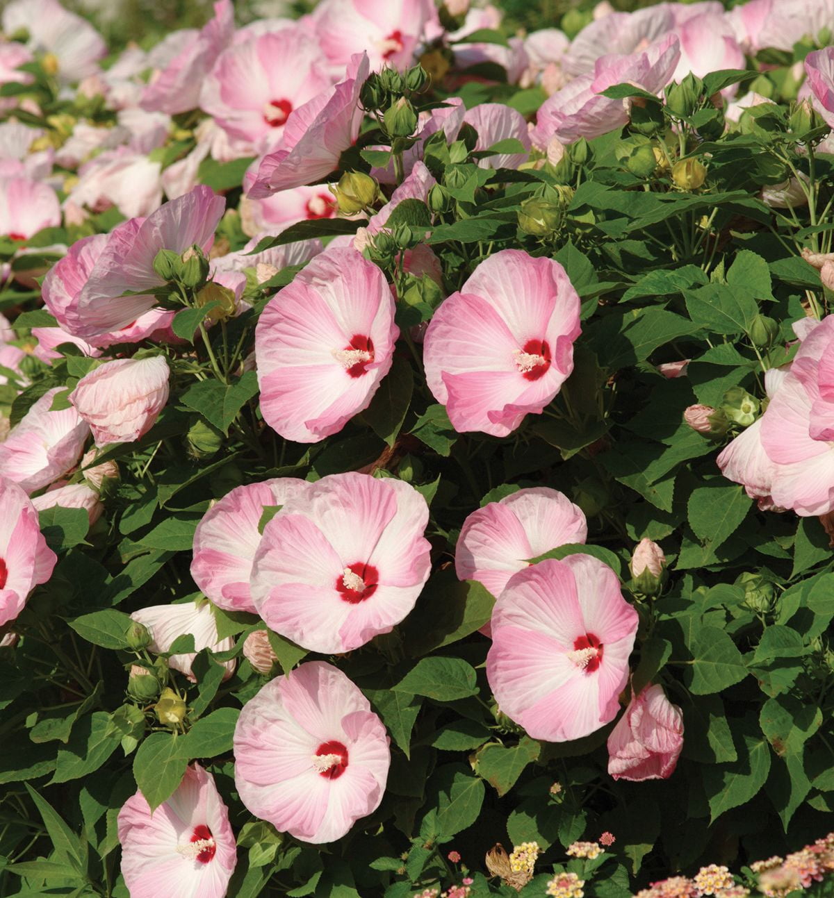 Hardy Hibiscus 'Pink Luna Swirl' - Live STARTER Plant