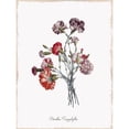 thumbnail image 2 of Botanical Carnation Poster Print by Kelly Donovan, 2 of 2