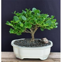 Eugenia Myrtifolia Bonsai Flowering Brush Cherry Bonsai Tree - Three Tree  Forest Group Eugenia Myrtifolia Indoor Bonsai Plants