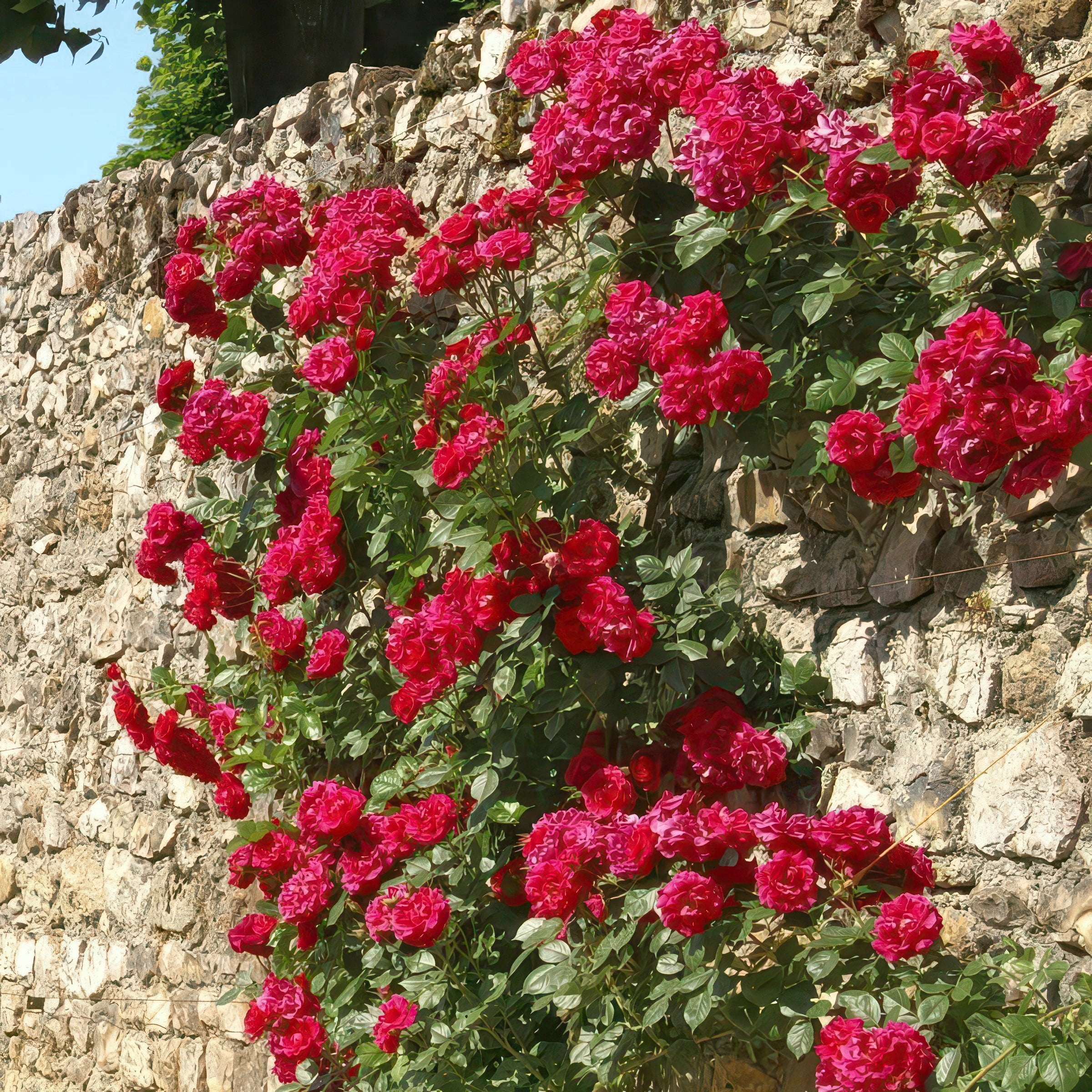 National Plant Network Bare Root Rose Climbing Blaze with Red Flowers (5-pack)