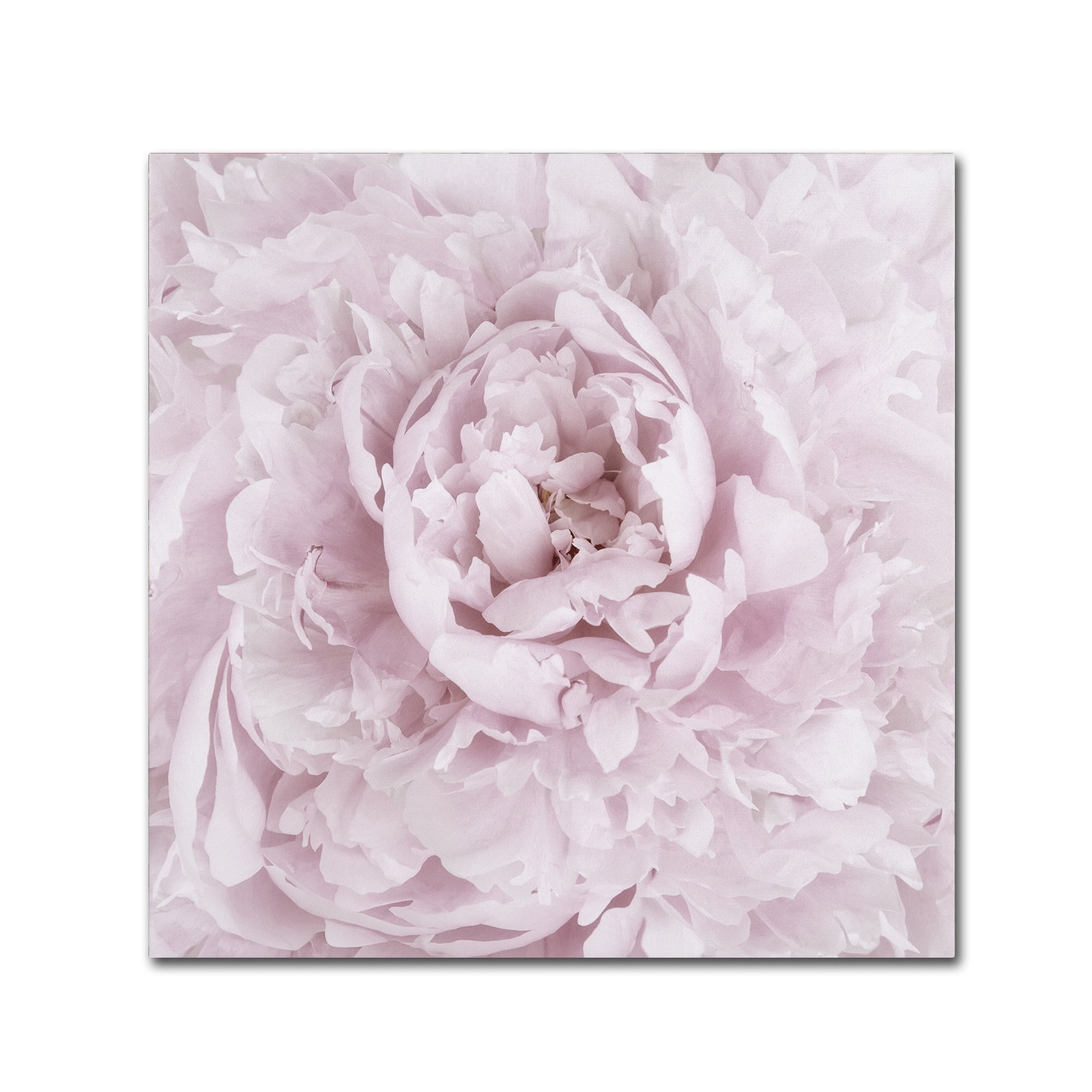 Trademark Fine Art 'Pink Peony Flower' Canvas Art by Cora Niele