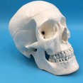 thumbnail image 4 of YSABOXY Life Size Human Anatomical Anatomy Resin Head Bone Skull Model Teaching, 4 of 5
