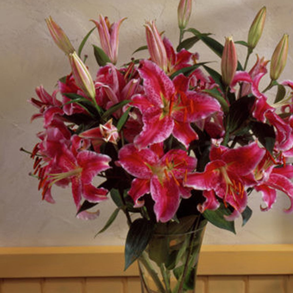 Van Zyverden Lilies Oriental Stargazer Set of 12 Bulbs Pink Partial Sun Perennial Fragrant 2 lbs