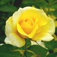 thumbnail image 5 of True Bloom by Altman Plants 'True Friendship' PP28929 Yellow Rose Bush Roses, 8qt. Pot, Full Sun, 5 of 11