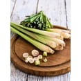thumbnail image 5 of 100 Seeds LEMONGRASS East Indian Lemon Grass Fragrant Edible Cymbopogon Seeds, 5 of 11