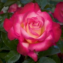 Heirloom Roses Rose Bush - Dick Clark Grandiflora , Live Rose Plant