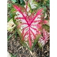 thumbnail image 5 of Blue Buddha Farm: Tapestry Caladium (2 Bulbs) - Easy to Grow Indoor or Outdoor Perennial Plant, 5 of 5