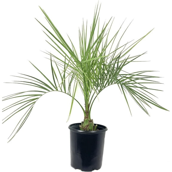 Pindo Palm - Live Plant in a 3 Gallon Growers Pot - Butia Capitata - Rare Palms from Florida - Beautiful Palms Delivered to Your Door