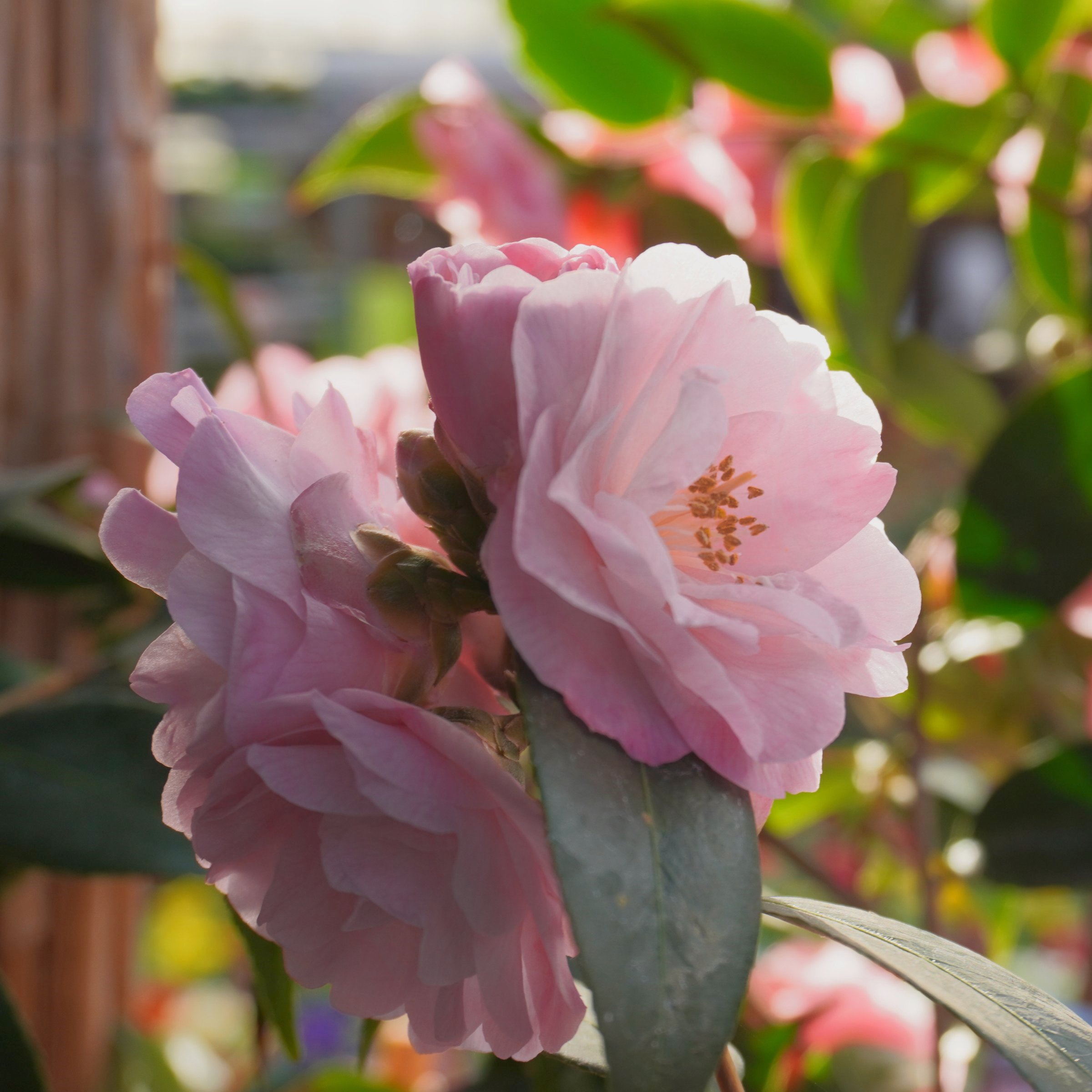 National Plant Network 1 gal. Camellia Japonica Moonlight Bay Shrub