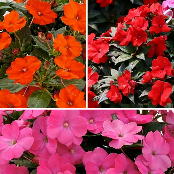 2.5 in. Impatiens Fireball SunPatiens Collection (3-Pack)