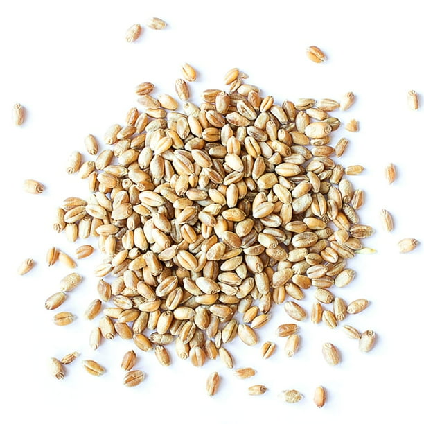Organic Wheat Berries, 25 Pounds NonGMO, Kosher, Raw, Sproutable