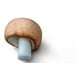 thumbnail image 4 of Hongo Adaptógeno Champiñón Del Sol Agaricus B 60g Commons, 4 of 7