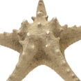 thumbnail image 4 of 3 Knobby Starfish 8-10" (Set of 3), 4 of 4