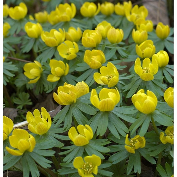 Winter Buttercups - 15 Bulbs - Eranthis cilicica - Hardy - 4/  cm Bulbs