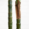 thumbnail image 6 of Nearly Natural Potted Double Robellini Palm Artificial Tree - 8', 6 of 8