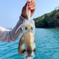 thumbnail image 4 of Carnada Señuelo de Pesca Likrtyny de Camarón Luminoso Anzuelo de Calamar Cebo de Sepia Rojo y Blanco, 4 of 7