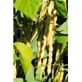 thumbnail image 4 of 50 Seeds Yellow CHEROKEE WAX BEAN Bush Aas Winner Phaseolus Vulgaris Seeds, 4 of 5