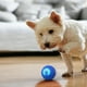 thumbnail image 3 of 2PCS Shaky Ball Toy for Dogs, Shaky Dog Vibrating Ball, Dog Ball, Automatic Moving Toy (BuleOrange), 3 of 4