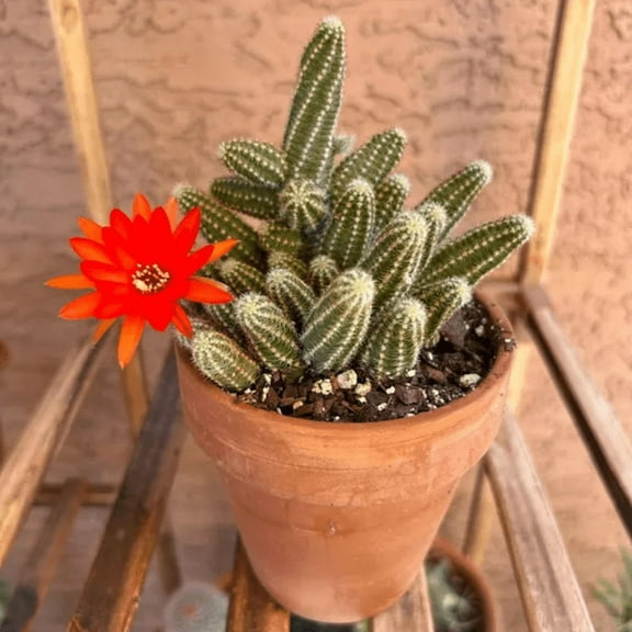 Peanut Cactus Clusters, Minimalist Cactus, Potted Live Succulent in 4'' pot