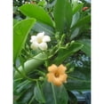 thumbnail image 2 of Monoi of Maui PuaKeniKeni Flower Natural Coconut Oil for Skin, Hair, Tanning, and Massage, 2 of 4