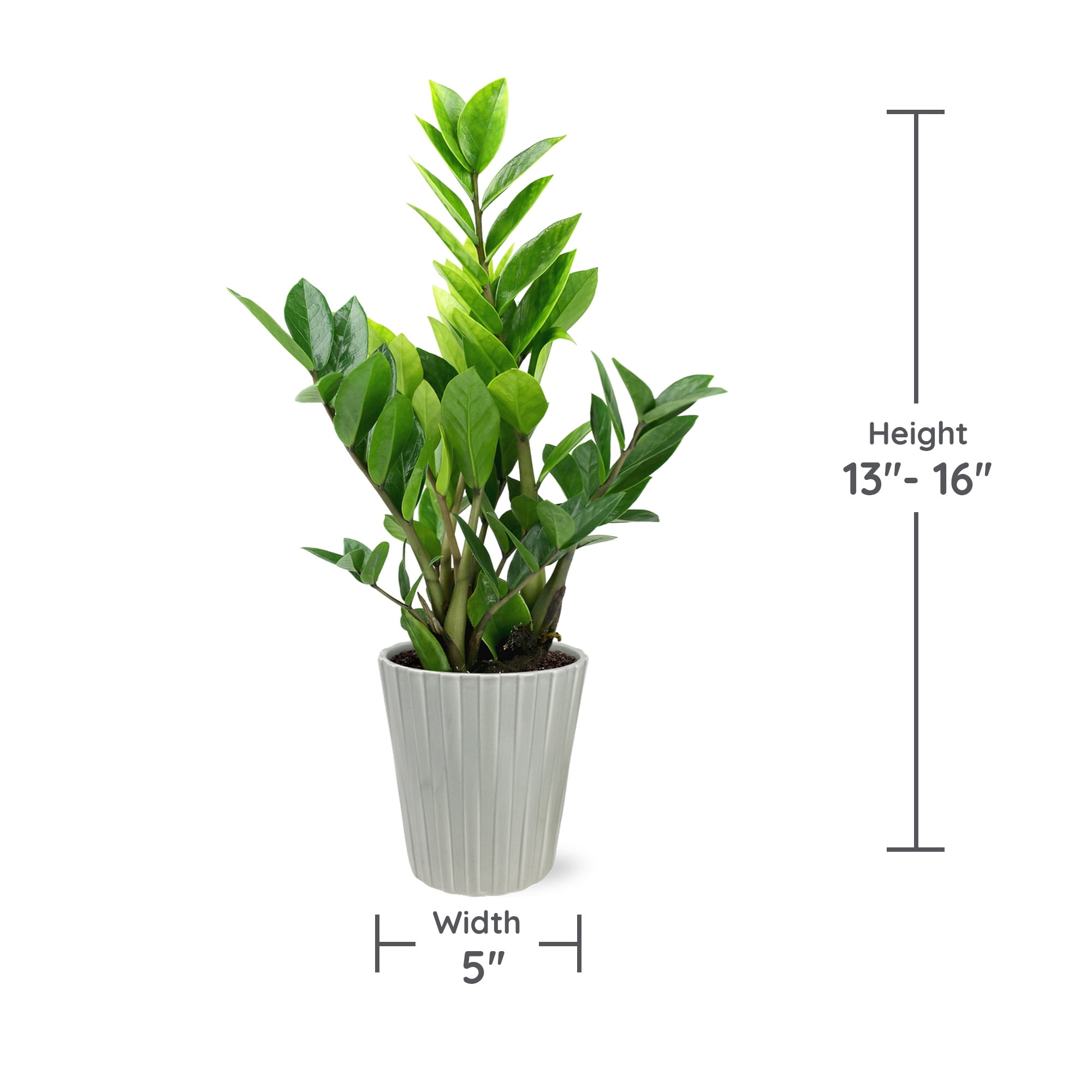 Wild Interiors 13-16" Zamioculcas ZZ Live Plant in 5" Grey Ceramic Pot, House Plant