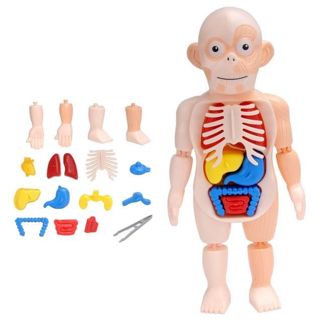 DIY Mannequin 3D Human Body Model Torso Model Educational Assembly Early Learning Kids Toys Skeleton Anatomy Organ Teaching Tool S