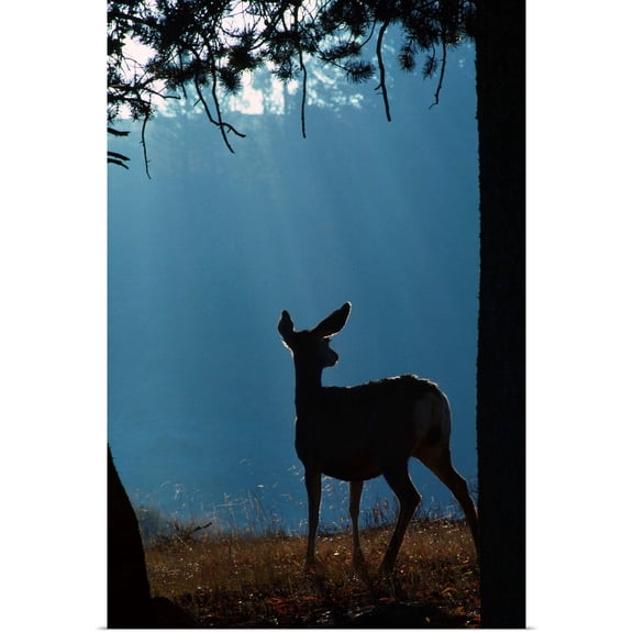Great BIG Canvas | Rolled David Ponton Poster Print entitled Deer In A Forest