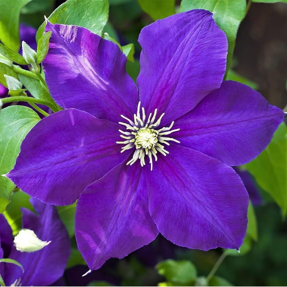 Clematis Jackmanii - Live Plant in a 4 Inch Growers Pot - Clematis 'Jackmanii' - Starter Plants Ready for The Garden - Beautiful Violet Purple Flowering Vine