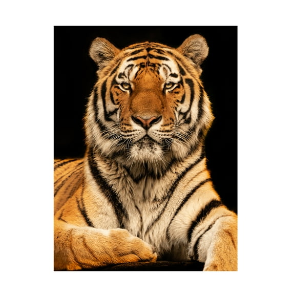 Trademark Fine Art Jorg Zimmermann I C U Canvas Wall Art