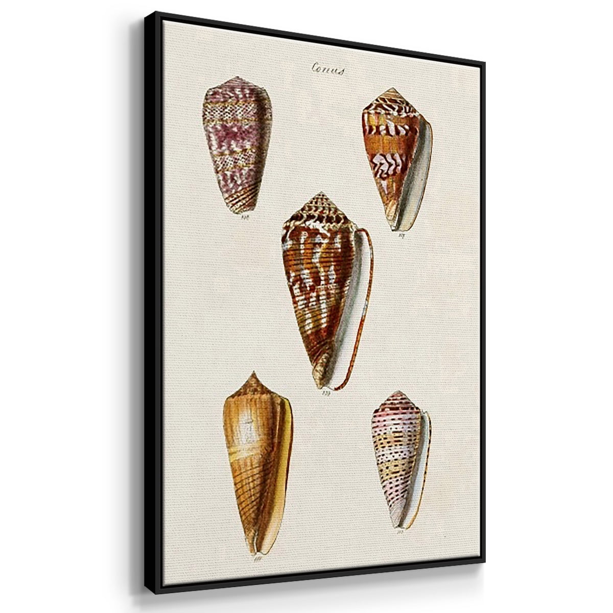 Cone Shell Collection IV - Framed Premium Gallery Wrapped Canvas L Frame 3 Piece Set - Ready to Hang