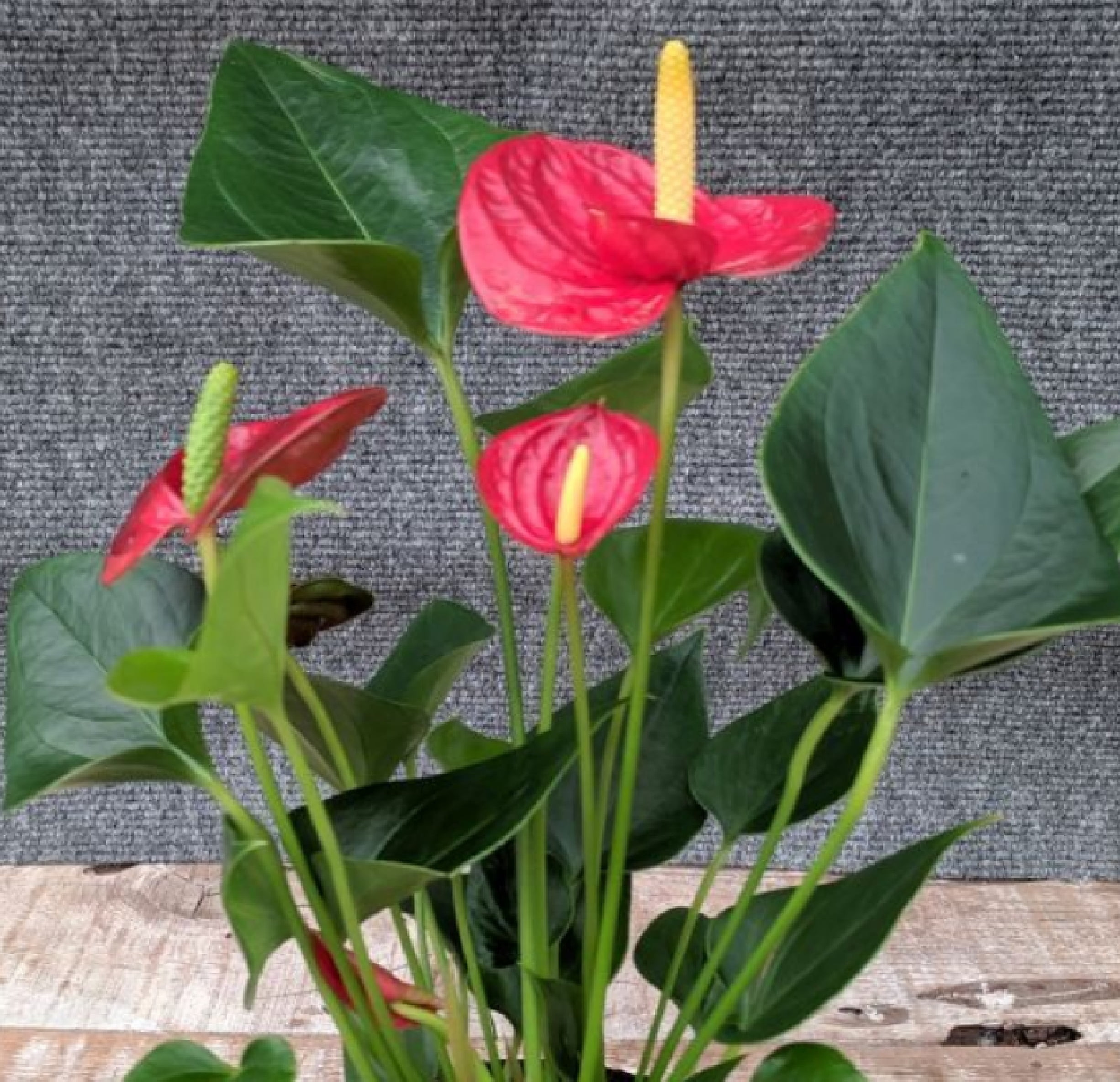 Hawaii Live Plants Hawaii-outer Isle Anthurium