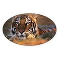 thumbnail image 1 of CafePress - Bengal Tiger (Panthera Tigris) - Sticker (Oval), 1 of 1